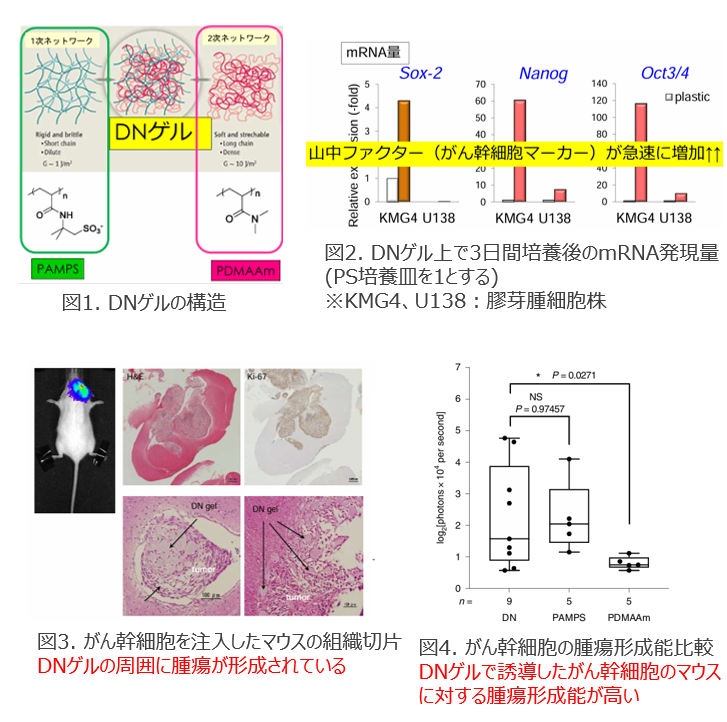 がん幹細胞を迅速に誘導するゲル