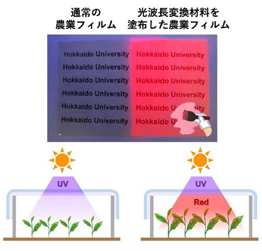 光波長変換透明フィルム