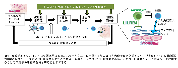 抗ヒトLILRB4モノクローナル抗体