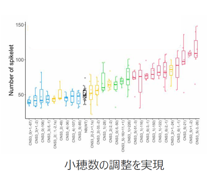 イネ科植物の遺伝子発現段階的制御