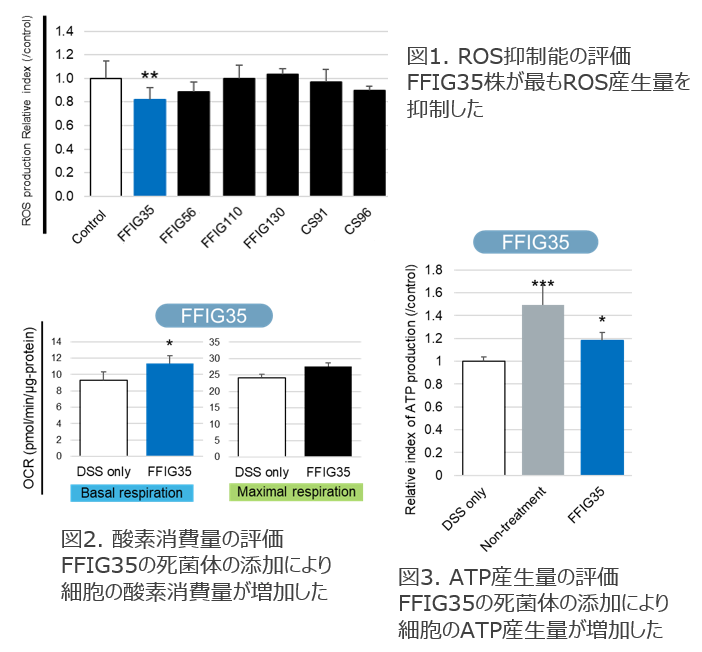 ミトコンドリア機能を改善する乳酸菌