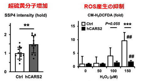 網膜神経節細胞の保護剤