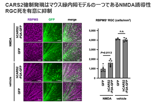 網膜神経節細胞の保護剤