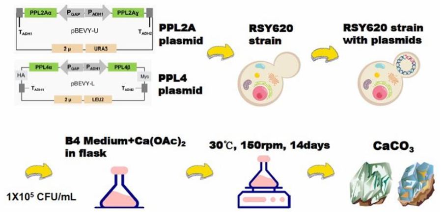 機能性真珠様多層ナノマテリアル