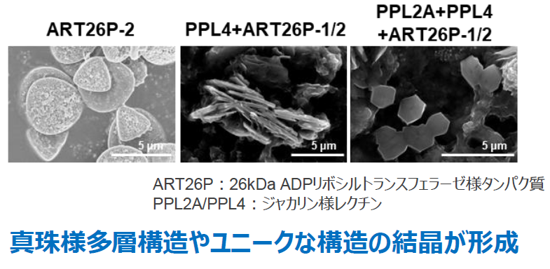機能性真珠様多層ナノマテリアル