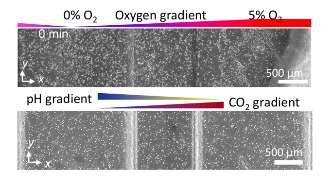 マイクロ流体デバイス