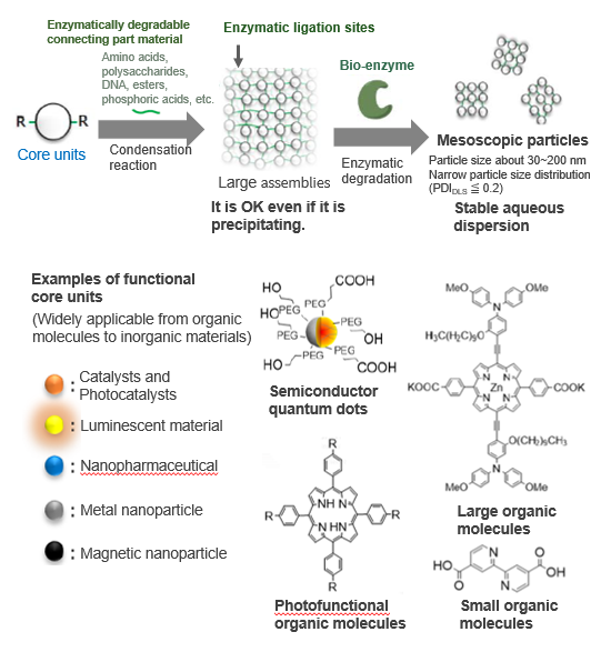 Bio-Catalytic Approach to Mesoscopic Particle Synthesis