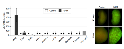 Epo-deficient GFP anemic mice