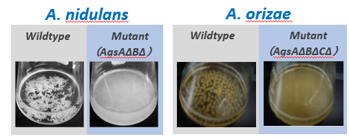 High-density culture of mutant filamentous fungi