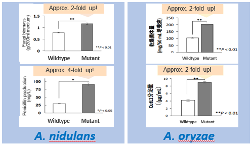 High-density culture of mutant filamentous fungi