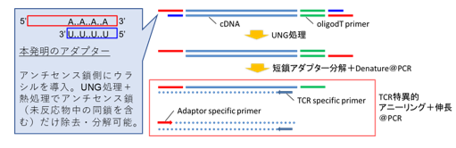 Target specific and non-biased gene amplification