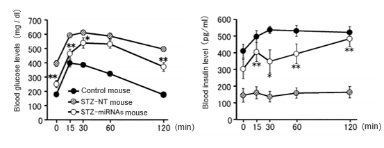 Nucleic acid molecules that increase insulin-secreting beta cells