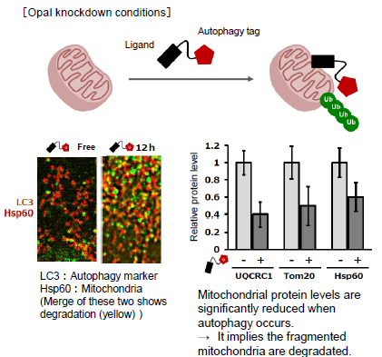 Cargo-specific degraders using selective autophagy