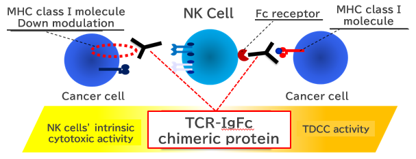 Treatment and Diagnosis of Cancer or Infectious Disease using Recognition Mechanism of TCR