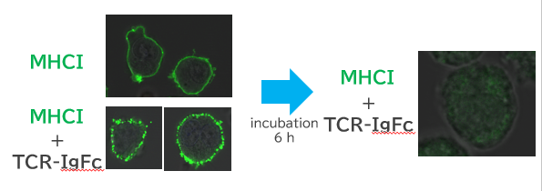 Treatment and Diagnosis of Cancer or Infectious Disease using Recognition Mechanism of TCR