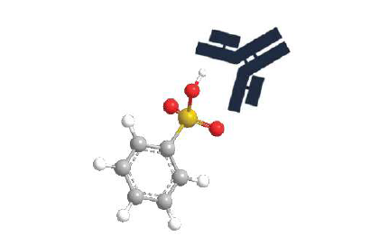 Monoclonal antibody recognizing phenyl sulfate