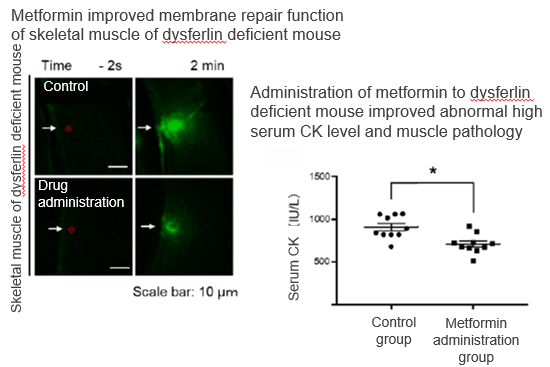 Candidate of therapeutic drug for muscular dystrophy