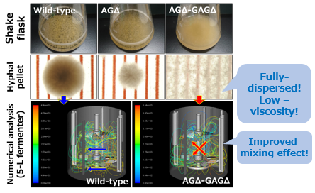 Fermentation of fully-dispersed filamentous fungi mutant