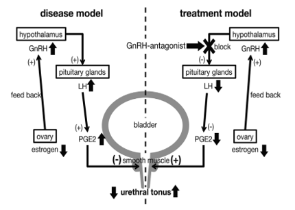 Drugs for Stress urinary incontinence