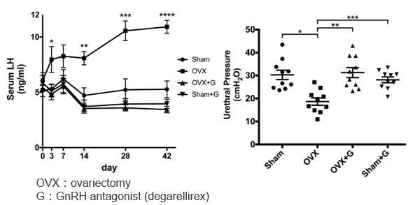 Drugs for Stress urinary incontinence