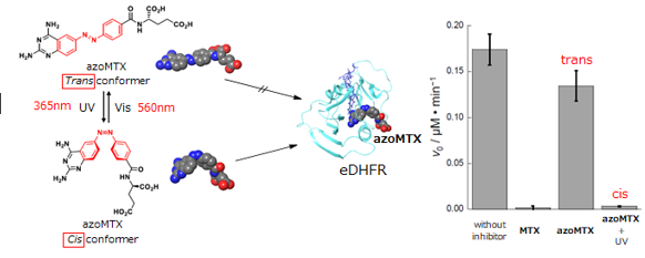 Photoresponsive ligand