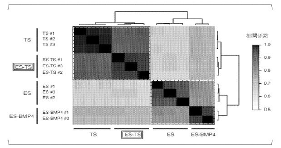 Cells capable of differentiating into
placenta-constituting cells, and
method for producing same