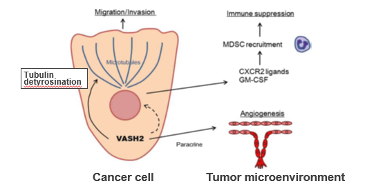 A novel therapeutic target Vasohibin-2