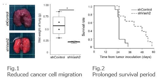 A novel therapeutic target Vasohibin-2