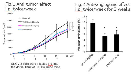 Novel therapeutic target Vasohibin-2