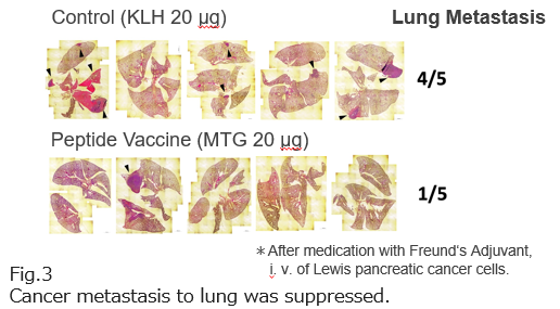 Novel therapeutic target Vasohibin-2