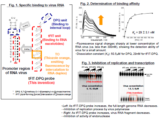 An inhibitor of Influenza A virus： tFIT-DPQ probe