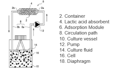 Lactic acid Adsorbent and method for removing Lactic acid