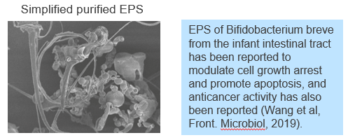 Methods to promote EPS production by bifidobacteria