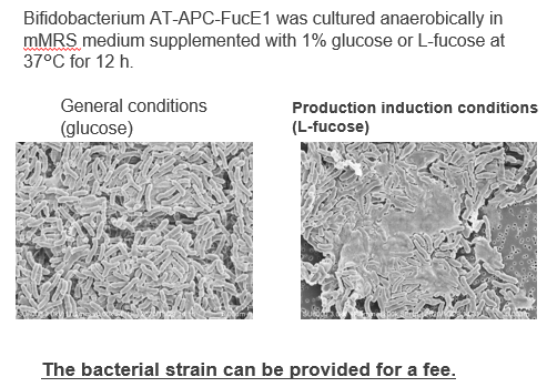 Methods to promote EPS production by bifidobacteria