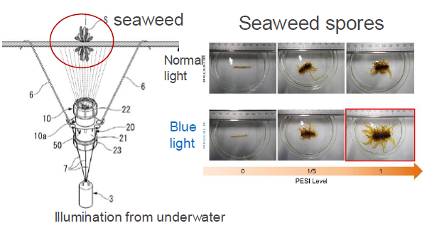 LED light which has fixation property underwater