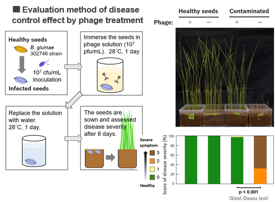 Plant disease control agent containing a bacteriophage