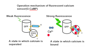 High brightness fluorescent calcium sensor