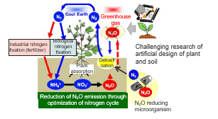 Rhizobia that reduce soil N<sub>2</sub>O