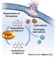 Compounds that suppress ferroptosis