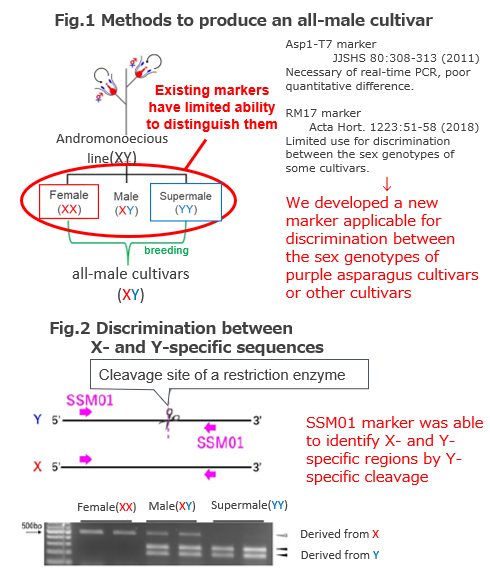 A New codominant CAPS marker for sex genotype identification in asparagus