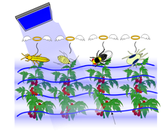 Insecticidal device that diffusely irradiates blue LD