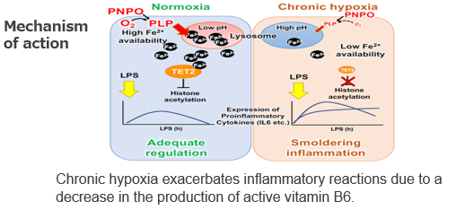 An anti-inflammatory drug for patients suffering from chronic hypoxia