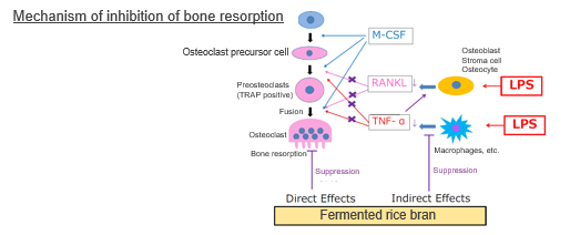 Inhibitor of bone resorption